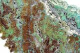 Petrified Colla Wood With Chrysocolla & Malachite - Turkey #129068-1